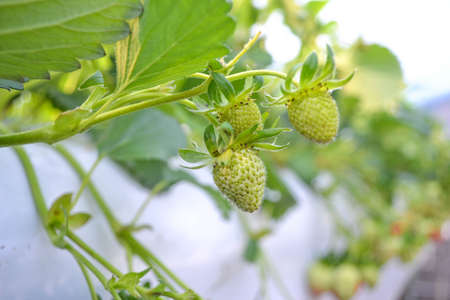 organic strawberry fieldの写真素材