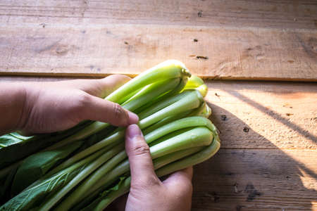 organic choy vegetableの写真素材