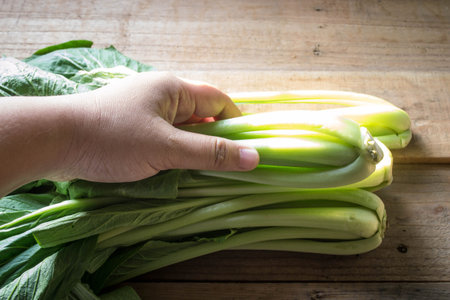 organic choy vegetableの写真素材