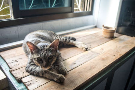 cat on woodenの写真素材