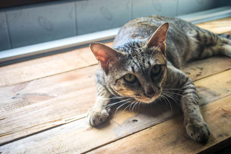 cat on woodenの写真素材
