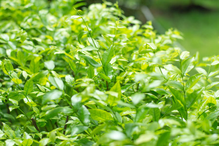 green leaf background