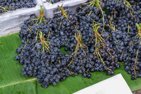 organic purple grapesの写真素材
