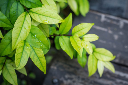 Tropical fragrant leaves (Wrightia religiosa Benth)