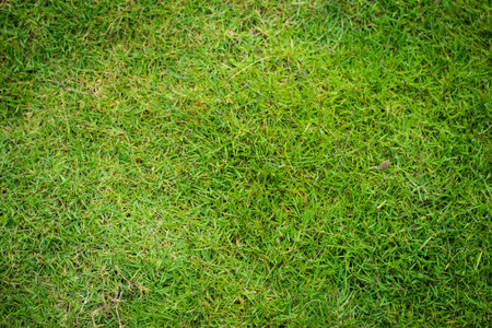 green grass backgroundの写真素材