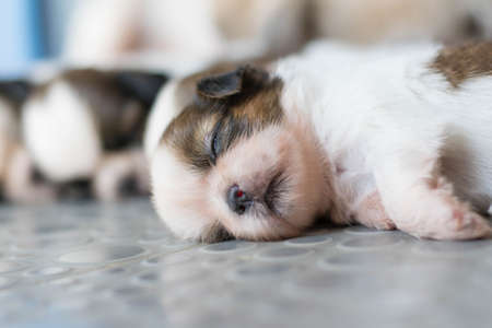 Shih Tzu puppiesの写真素材