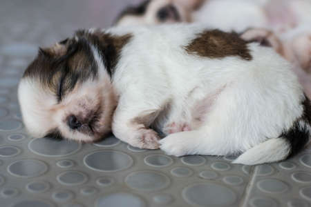 Shih Tzu puppiesの写真素材