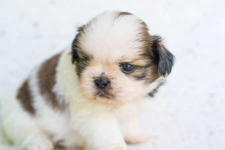 Shih Tzu puppiesの写真素材