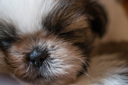 Shih Tzu puppies