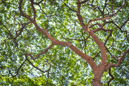 green tree