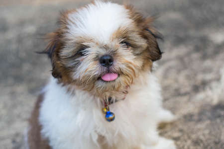 Shih Tzu puppiesの写真素材