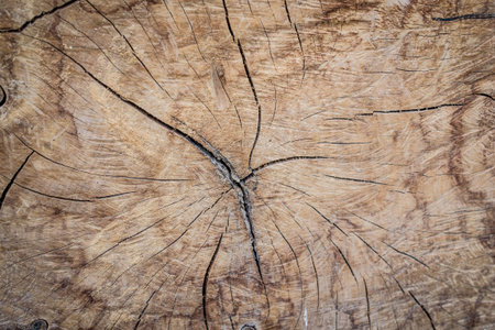 wood backgroundの写真素材