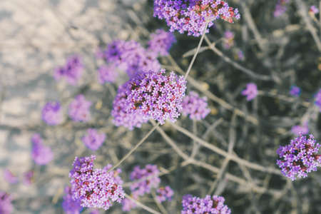 Verbena flowersの写真素材