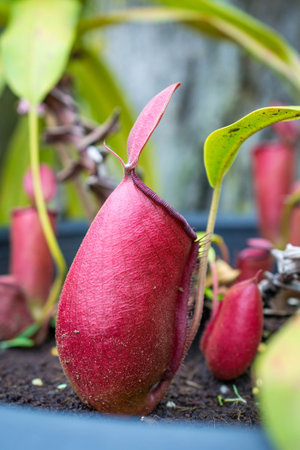 tropical pitcher plants , monkey cupsの写真素材