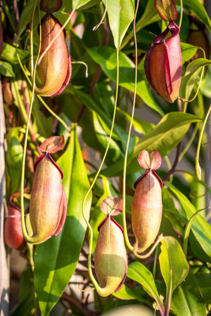 tropical pitcher plants , monkey cupsの写真素材