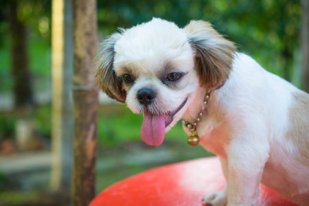Shih Tzu puppies aged 6 months