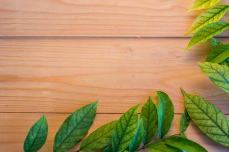 Green leaves frame on wooden backgroundの写真素材