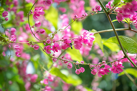 Confederate vine, Coral vine, Mexican coral vine, Mexican creeper, Queen's jewels, Queen's wreathの写真素材
