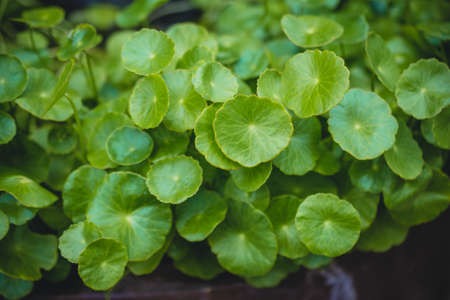 Water Pennywortの写真素材