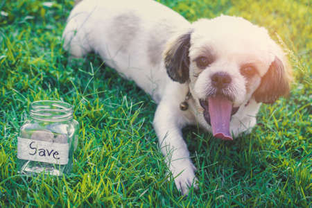 Shih Tzu puppies aged 6 monthsの写真素材
