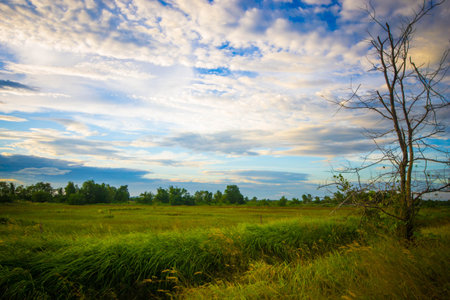 sunset over meadow