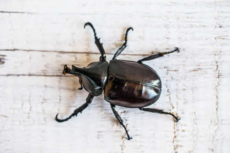 Rhinoceros close upの写真素材