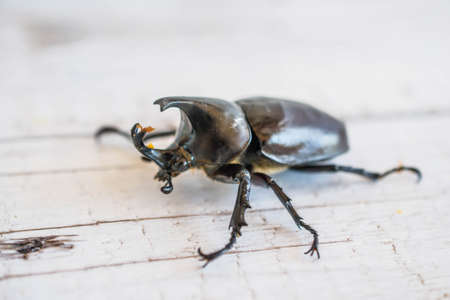 Rhinoceros beetleの写真素材