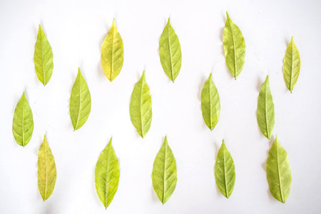 green leaves on white backgroundの写真素材