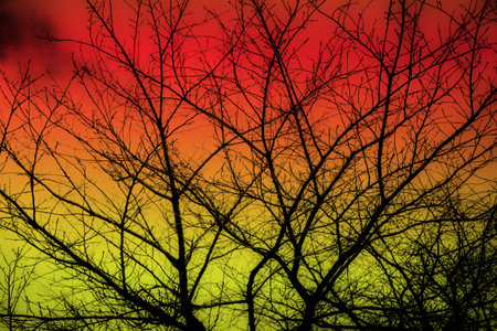 tree without leavesの写真素材