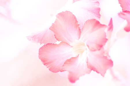 Vintage  of Desert Rose flowerの写真素材