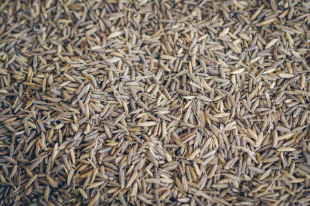 Riceberryの写真素材