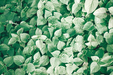 Green leaf backgroundの写真素材
