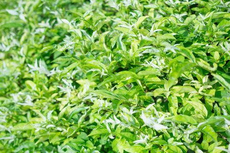 Green leaf background