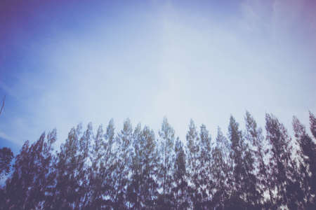 Pine and skyの写真素材