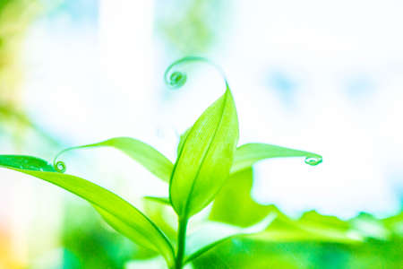 natural green plantの写真素材