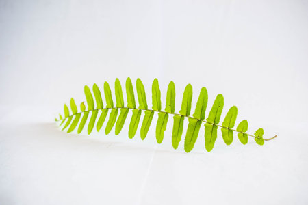 fern frond on white backgroundの写真素材
