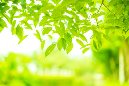 Green Leaves Backgroundの写真素材