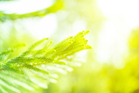 green leaves nature background, ecology green background