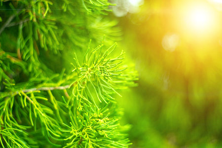 Green branches of pine tree , green background
