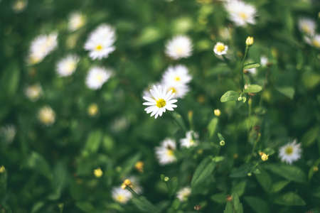 Daisy field in vintage styleの写真素材