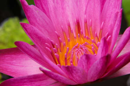 Pink Thailand Lotusの写真素材