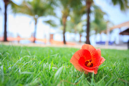 Red Blossomの写真素材