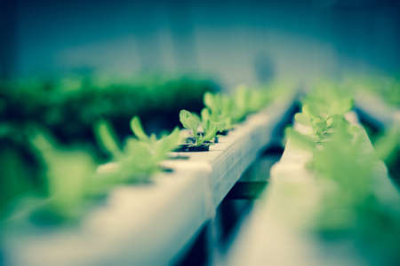 Hydroponic Farmの写真素材