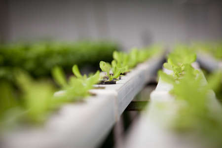 Hydroponic Farmの写真素材
