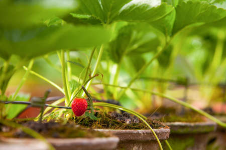 strawberry farmの写真素材