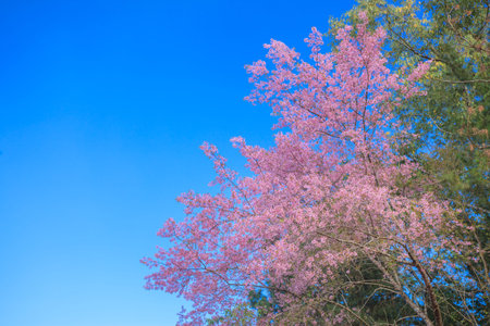 Wild Himalayan cherry blossoms is  blooming.