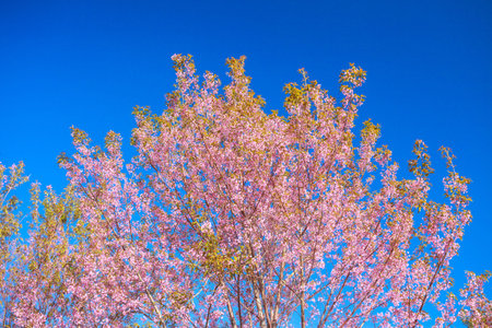Wild Himalayan cherry blossoms is  blooming.