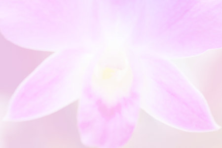Beautiful Background with Orchid Flower in Pink Color Theme.の写真素材