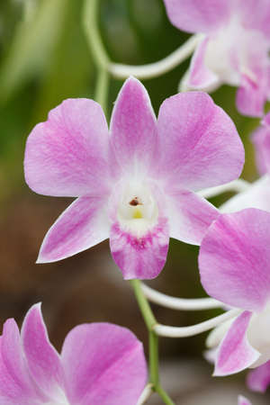 Pink Orchid Flower on Natural Background.の写真素材