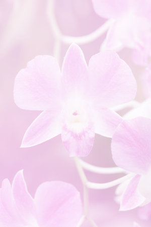 Beautiful Background with Orchid Flower in Pink Color Theme.の写真素材